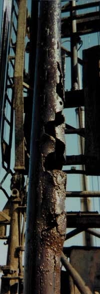 Th 6010osfish2 Th 6010osfish2