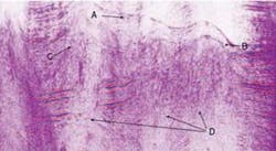 Th Black10 0811off Th Black10 0811off