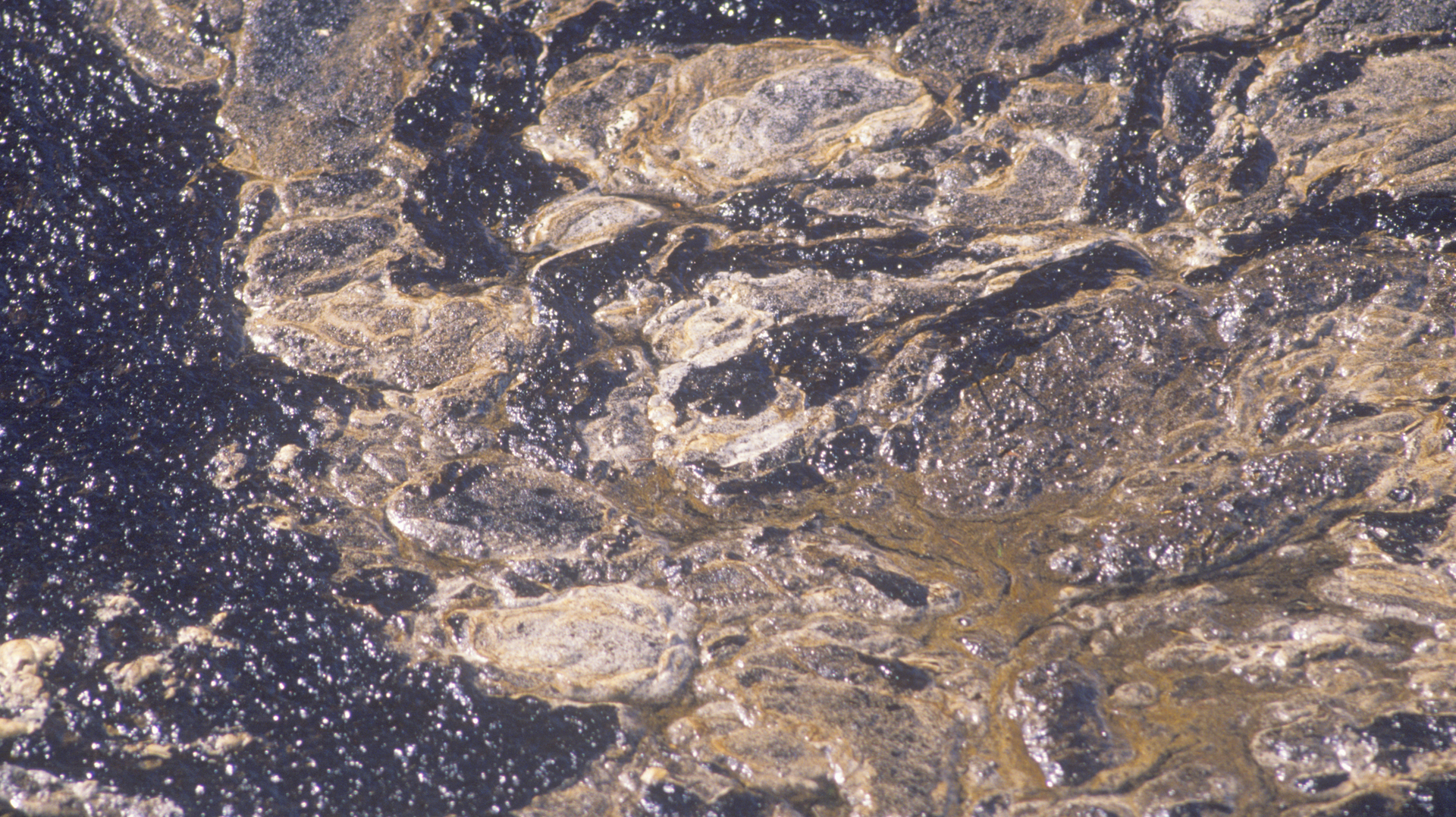 Cruise Oil Spill 630d3bd465428