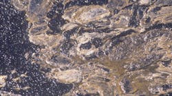 Cruise Oil Spill 630d3bd465428 Cruise Oil Spill 630d3bd465428