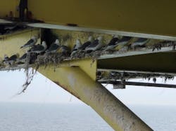 Kittiwake birds are utilizing the offshore Wenlock platform.