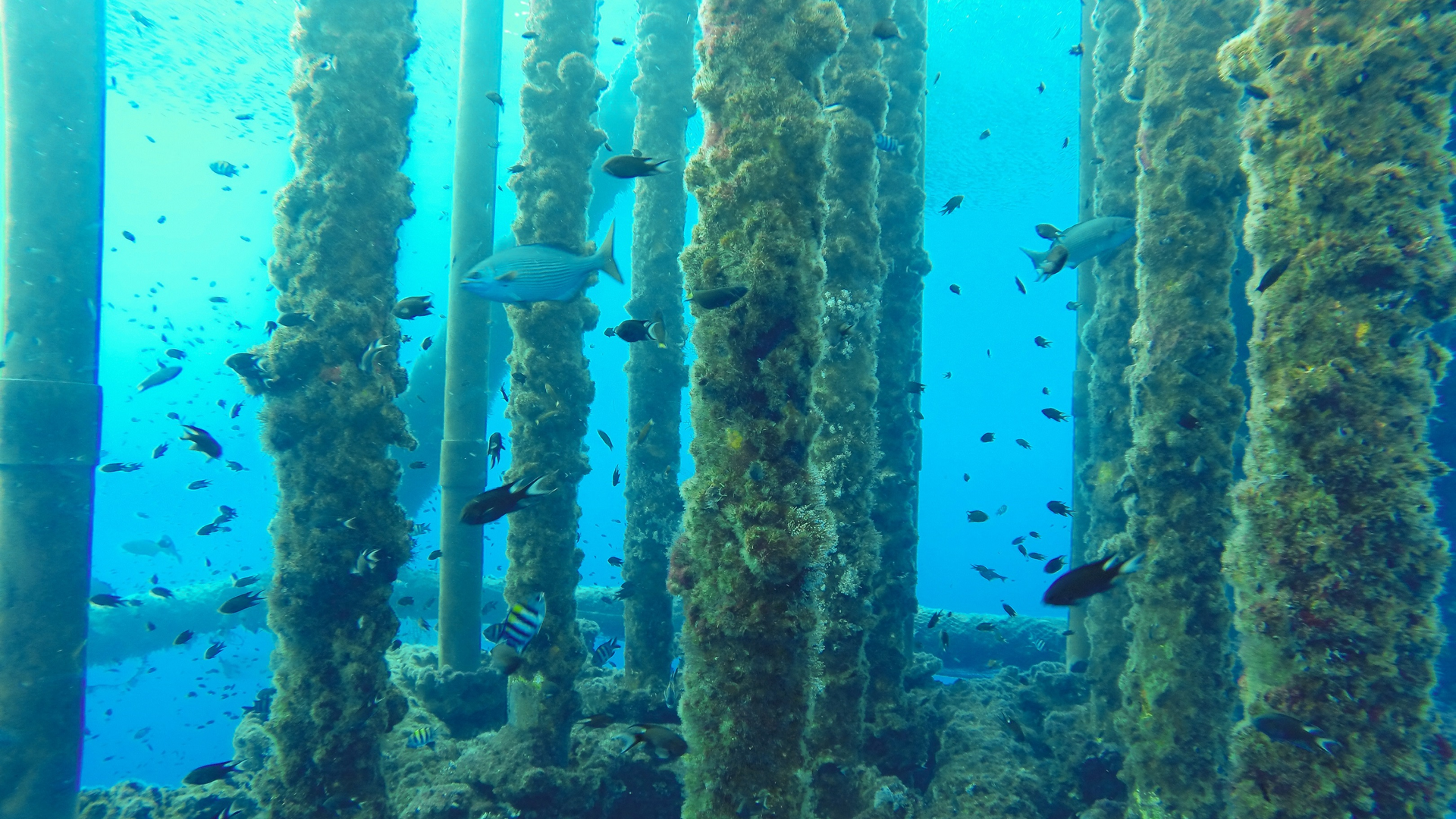 Cess Con 1 637b9651639e7