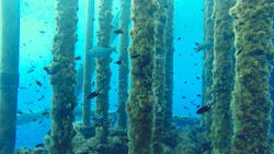 Cess Con 1 637b9651639e7 Cess Con 1 637b9651639e7