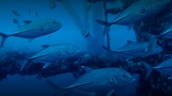 The 75-m oil and gas structures extend from seabed to surface, allowing a variety of fish species to populate different depths. The 75-m oil and gas structures extend from seabed to surface, allowing a variety of fish species to populate different depths.