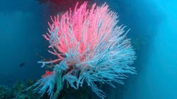 Marine organisms can be seen one year after the jacket’s placement. Marine organisms can be seen one year after the jacket’s placement.