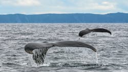 Whales 63dd4f6e8ad73 Whales 63dd4f6e8ad73