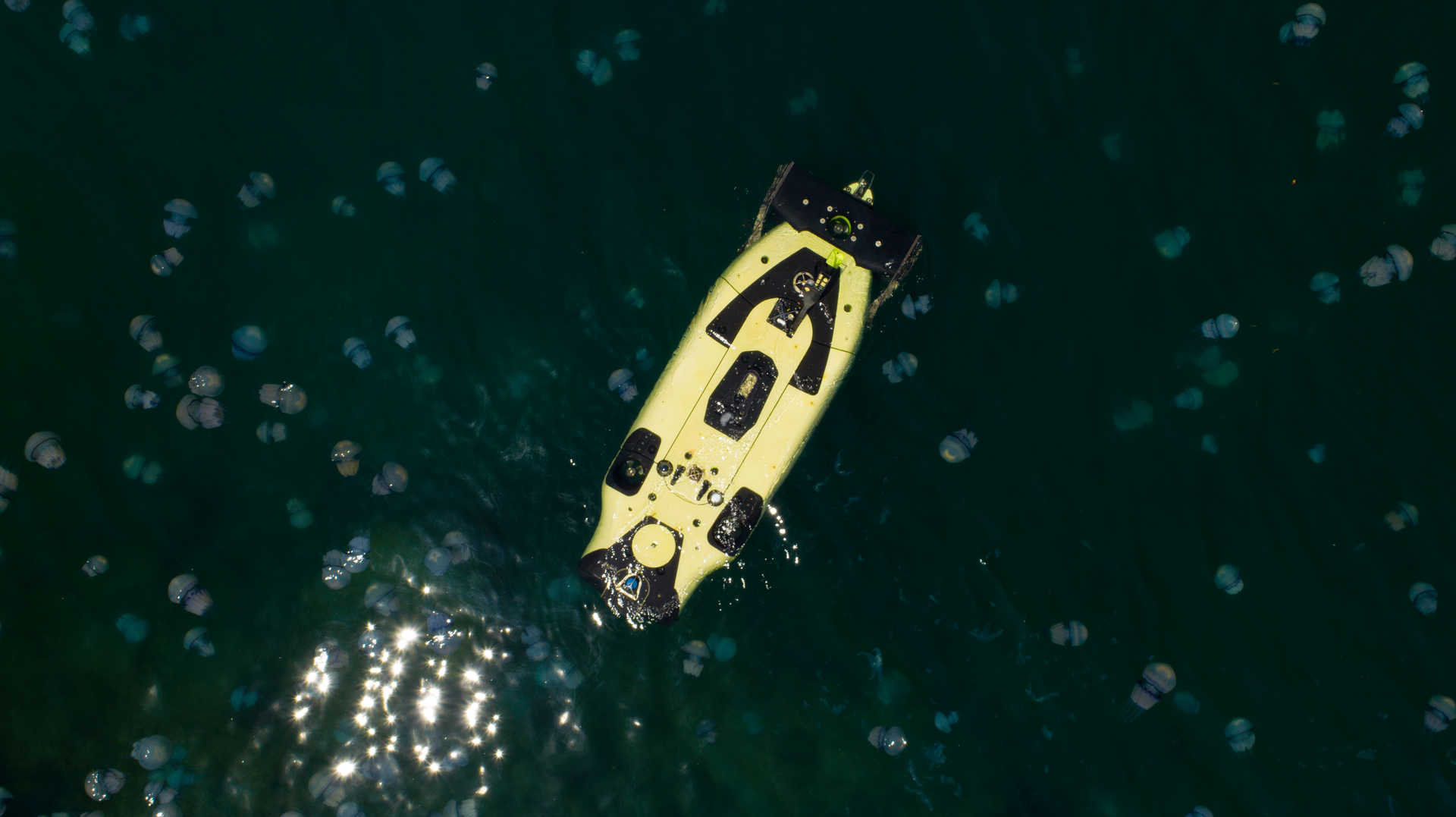 Flat Fish 2 649c52a1cd26b