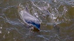 Porpoise could be one of the mammals detected in the southern North Sea. Porpoise could be one of the mammals detected in the southern North Sea.