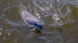 Porpoise could be one of the mammals detected in the southern North Sea.