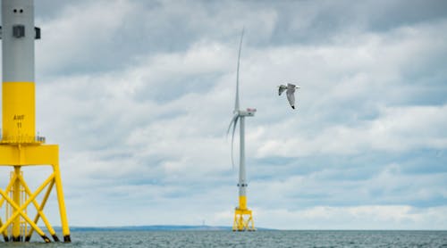 Kittiwake in flight at Aberdeen offshore wind farm.