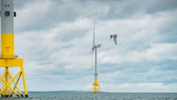 Kittiwake in flight at Aberdeen offshore wind farm.