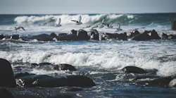 wintershall_dea