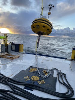 Salamander Salamander