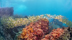 65e74d50a8a5b7001e72923e Fish Migration 65e74d50a8a5b7001e72923e Fish Migration