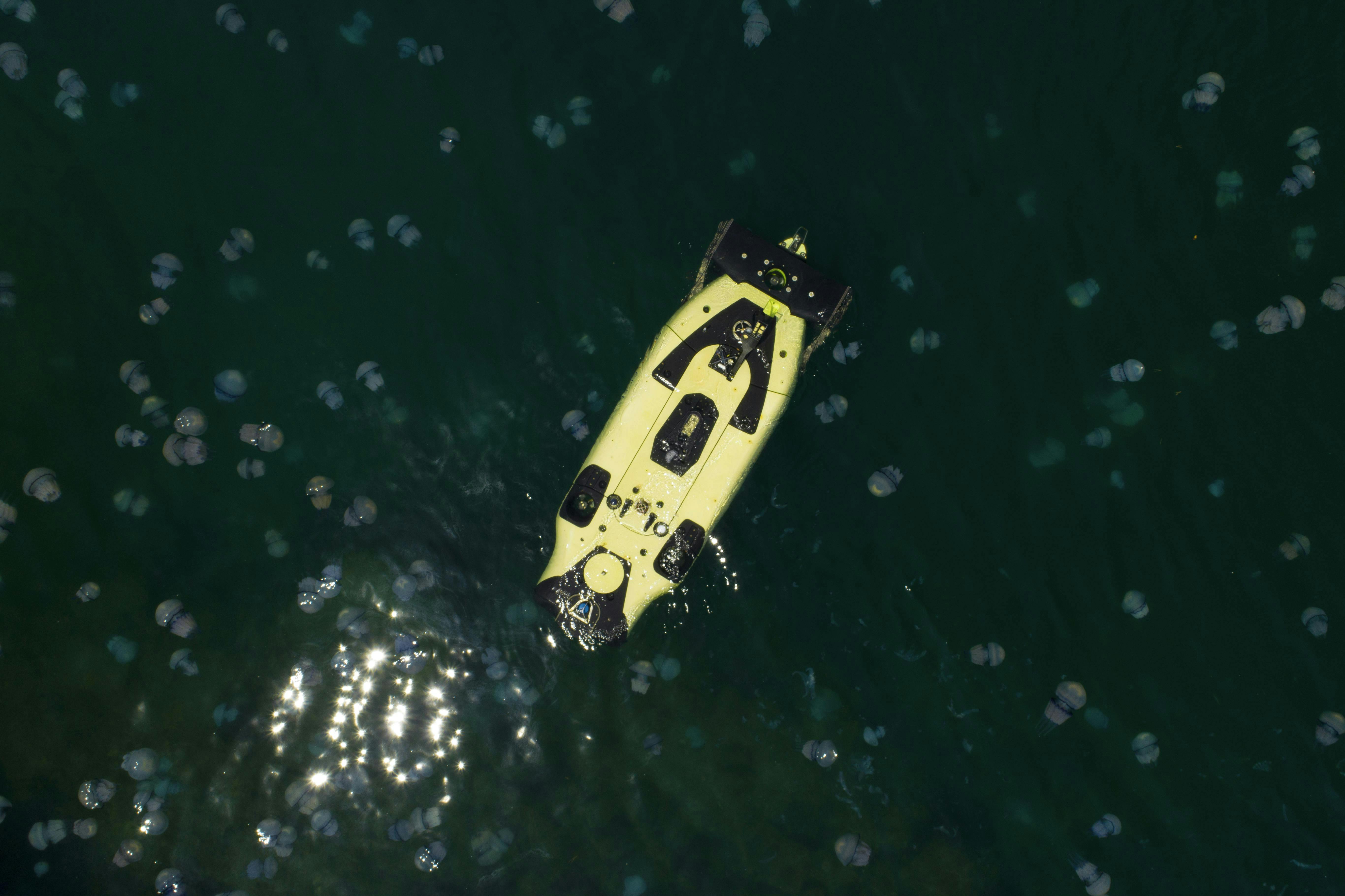 saipem_flatfishjellyfish saipem_flatfishjellyfish