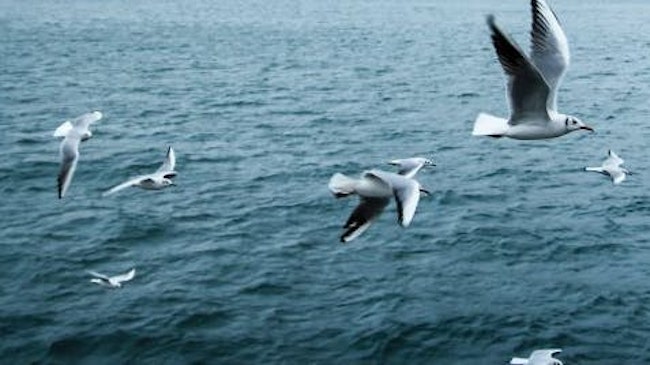 seabirds