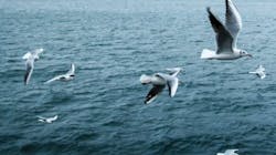 663544fd36ba610008c3edc1 Seabirds 663544fd36ba610008c3edc1 Seabirds