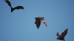 bats_offshore bats_offshore