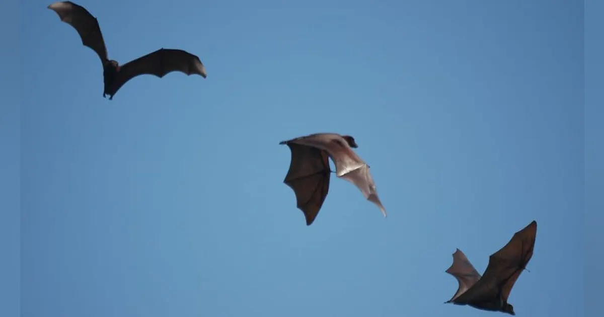 Wind Bat Report highlights impact on bats of Baltic Sea wind farm | Offshore ...