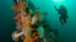 Work is underway to integrate Scottish survey findings into the Marine Data Exchange, and ABPmer has been appointed by Crown Estate Scotland to support data handling tasks. Work is underway to integrate Scottish survey findings into the Marine Data Exchange, and ABPmer has been appointed by Crown Estate Scotland to support data handling tasks.