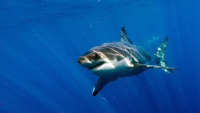 shark entanglement