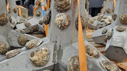 oyster reef oyster reef