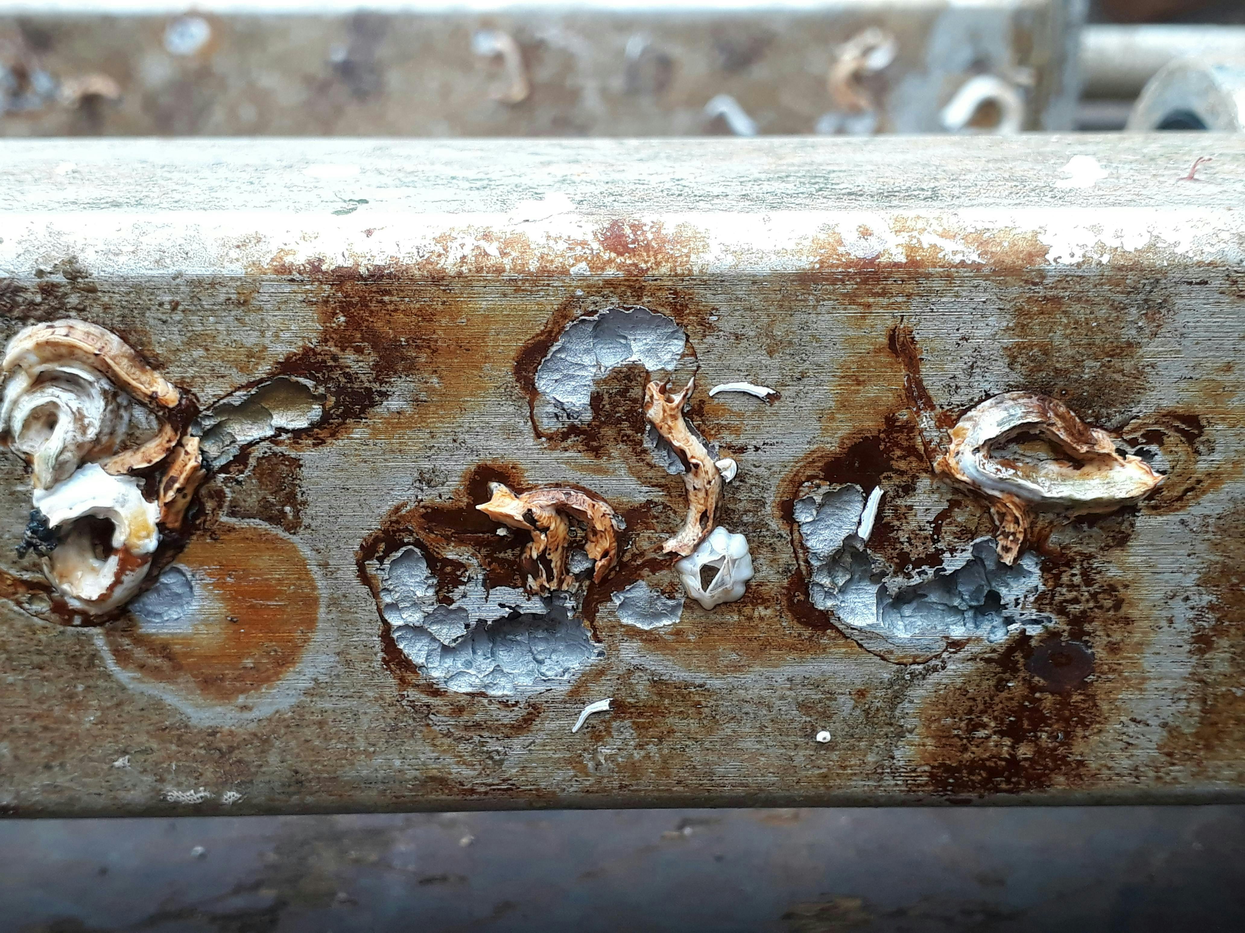 biocorrosion