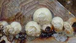 biocorrosion biocorrosion