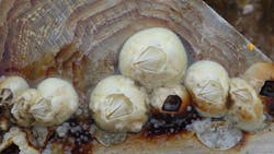 biocorrosion biocorrosion