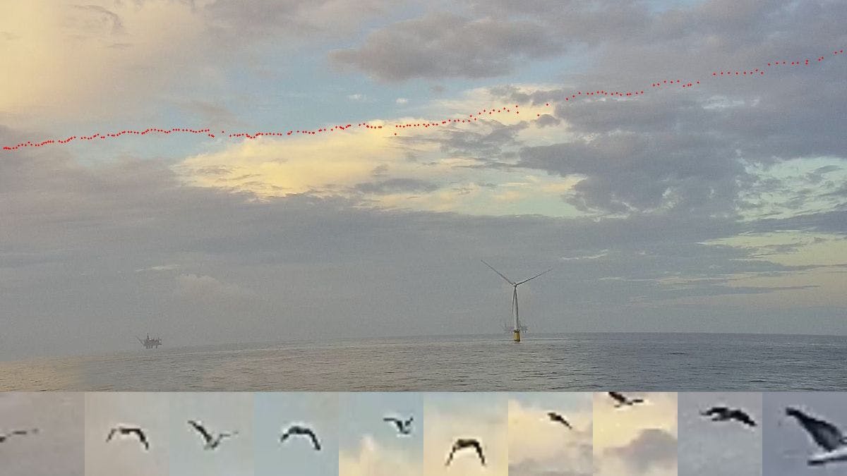 Fugro and Spoor create new AI bird monitoring solution for offshore wind farms