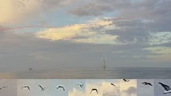 Fugro and Spoor create new AI bird monitoring solution for offshore wind farms Fugro and Spoor create new AI bird monitoring solution for offshore wind farms
