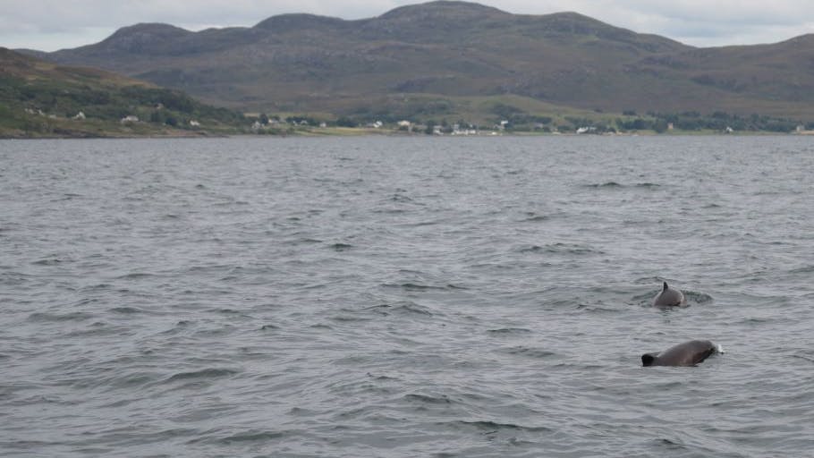 porpoises sensitive to sound