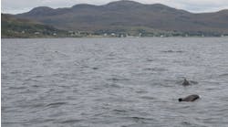 porpoises sensitive to sound porpoises sensitive to sound