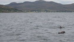 porpoises sensitive to sound porpoises sensitive to sound