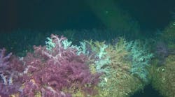 colonies of the soft coral species found on offshore platform in Red Sea colonies of the soft coral species found on offshore platform in Red Sea