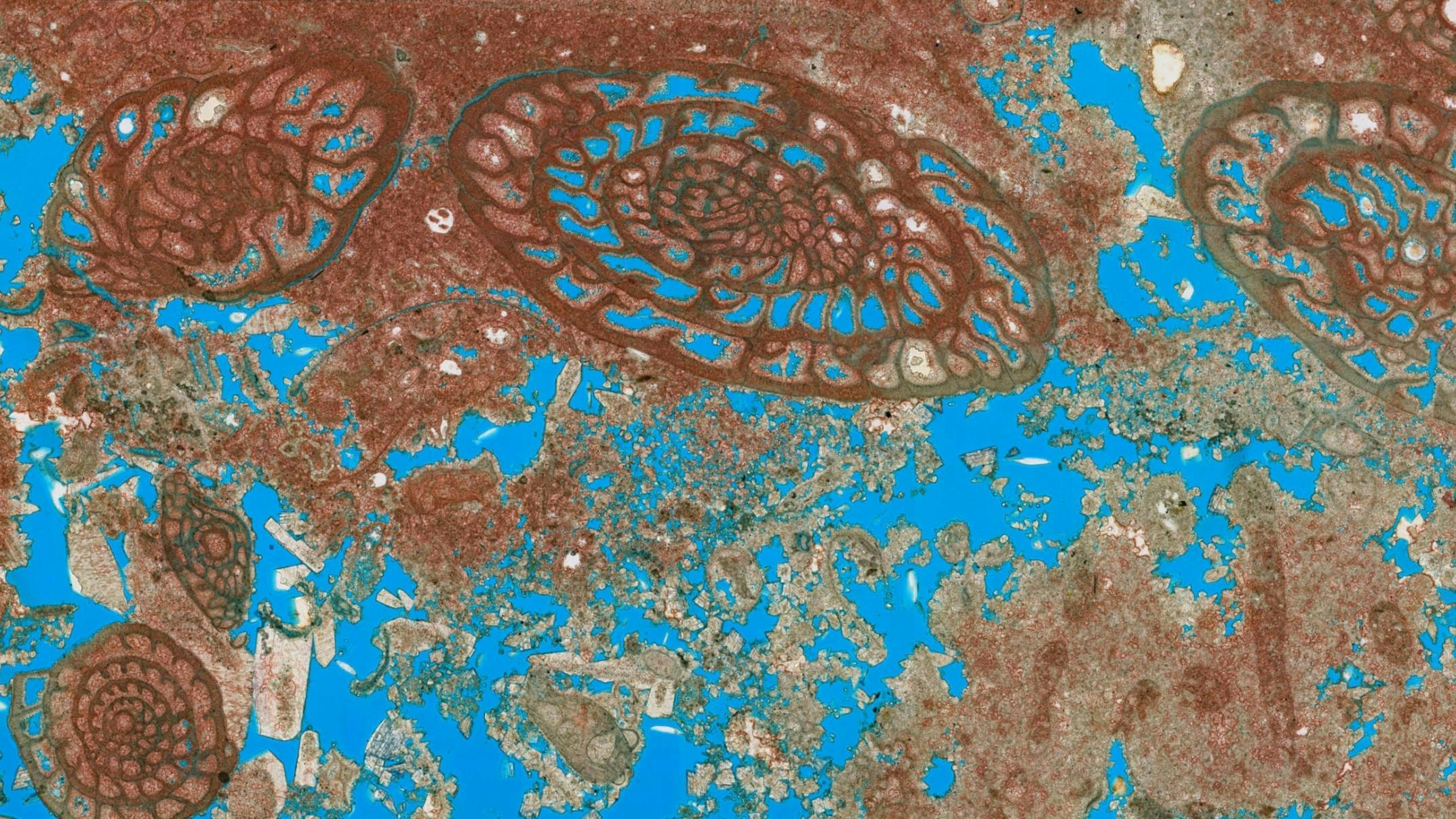 thin section from the Ørn Formation