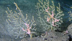 Subsea video monitoring of seafloor, benthic habitats and offshore hazards Subsea video monitoring of seafloor, benthic habitats and offshore hazards