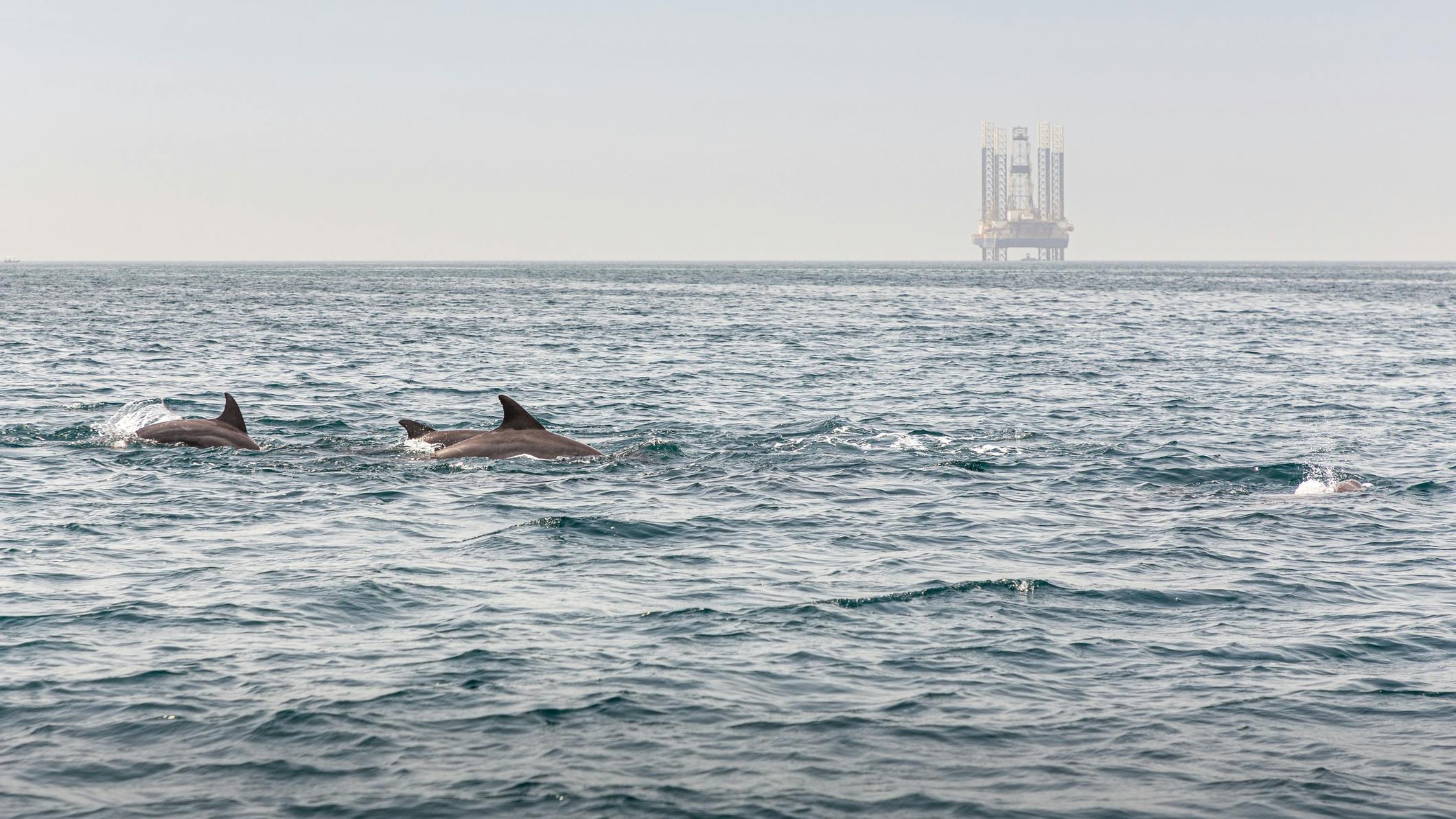 dolphins and a rig offshore Iran