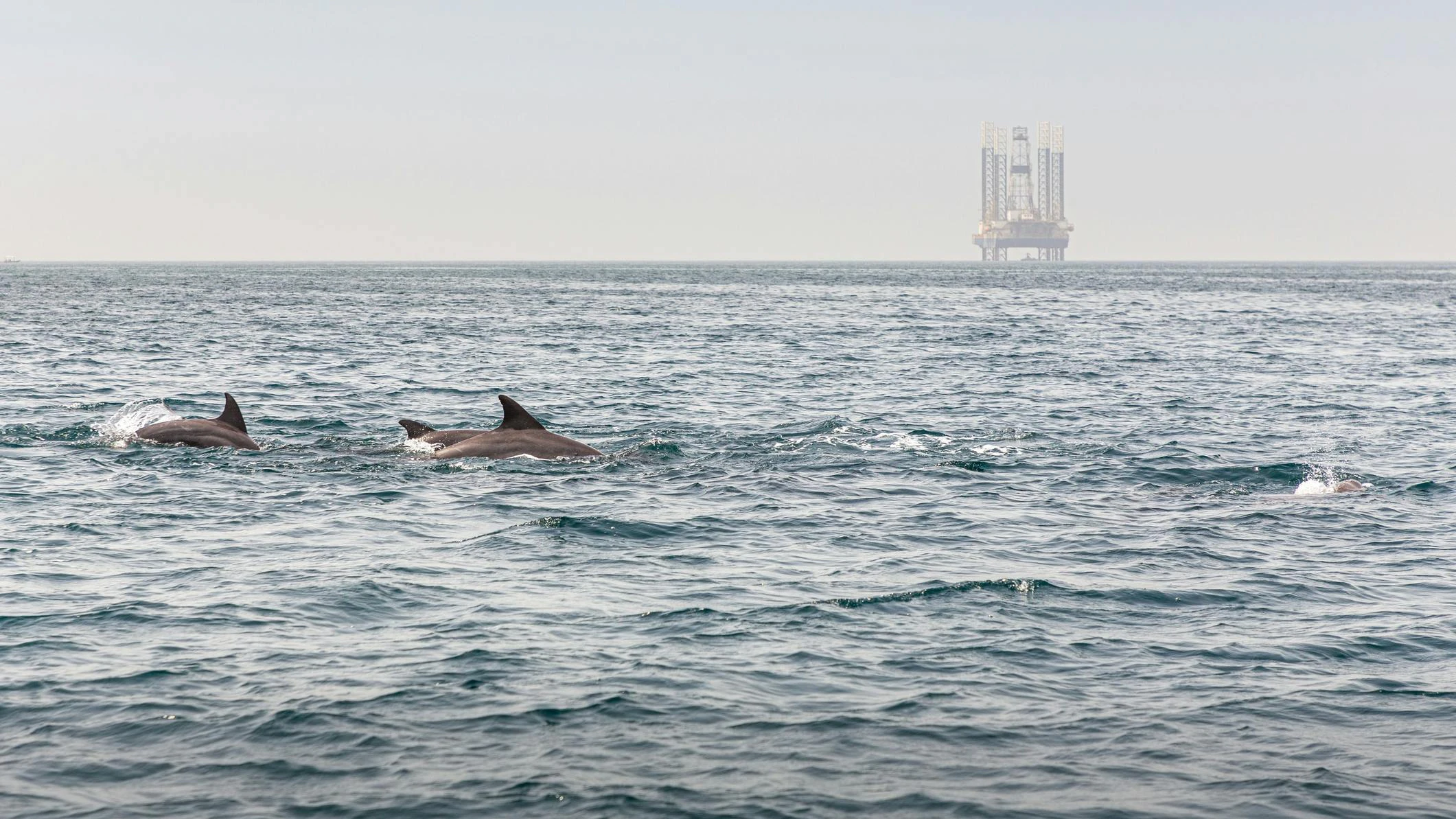 dolphins and a rig offshore Iran