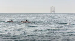 dolphins and a rig offshore Iran