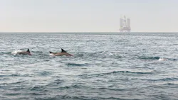 dolphins and a rig offshore Iran dolphins and a rig offshore Iran