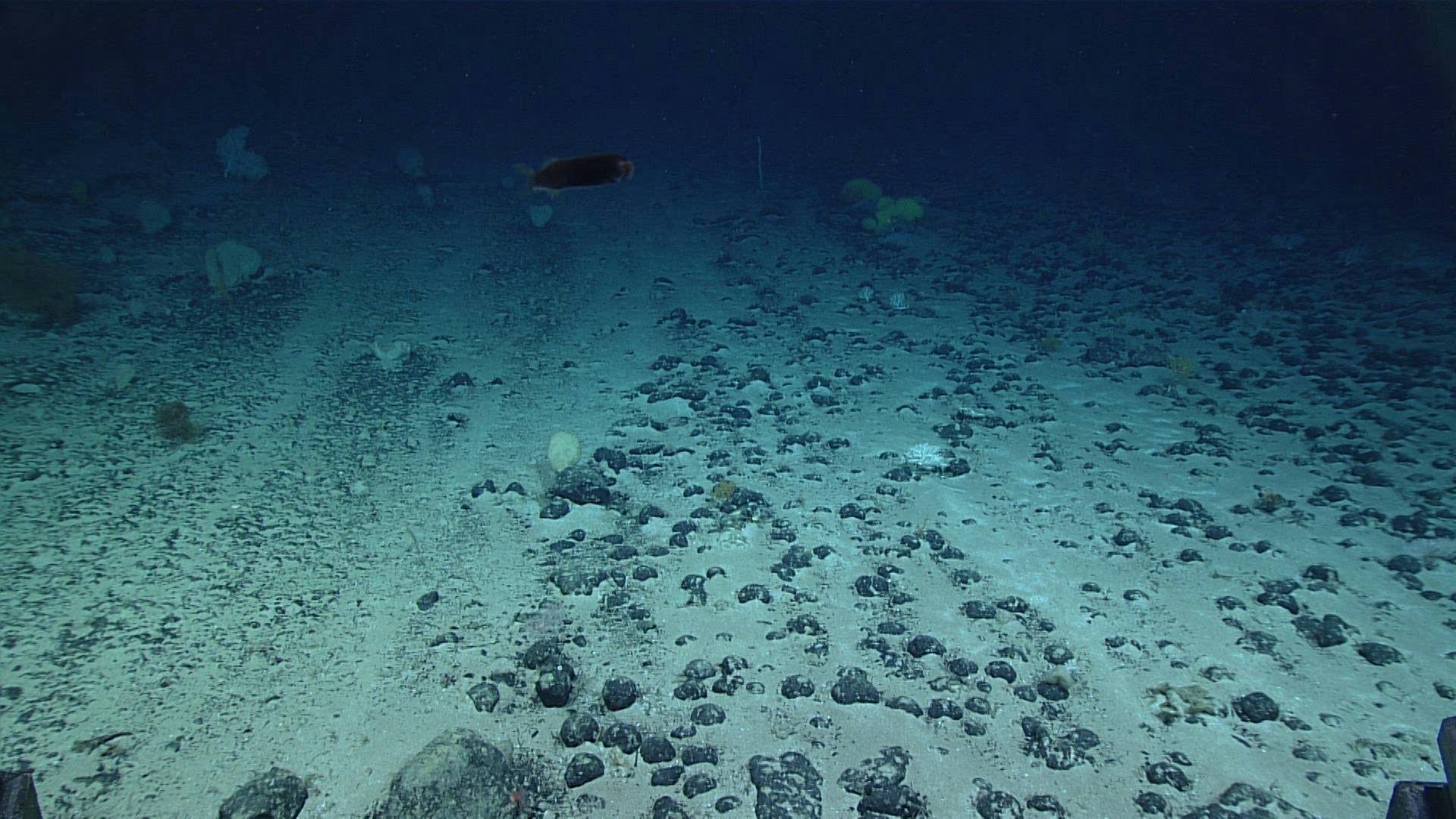deep-sea mining and seabed critical mineral nodules