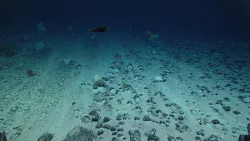 deep-sea mining and seabed critical mineral nodules